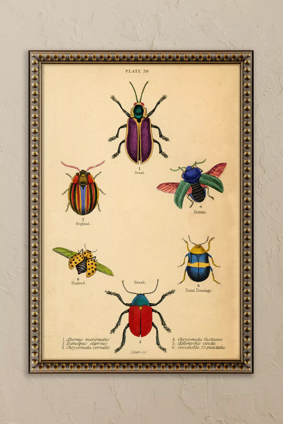 bugs di wyatt landesmann - arte murale incorniciata