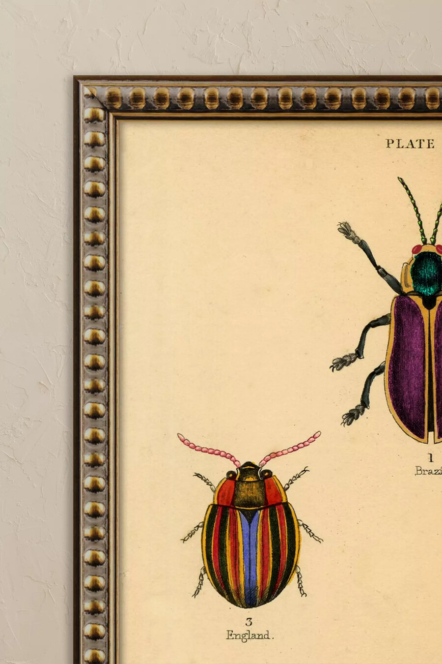 bugs di wyatt landesmann - arte murale incorniciata