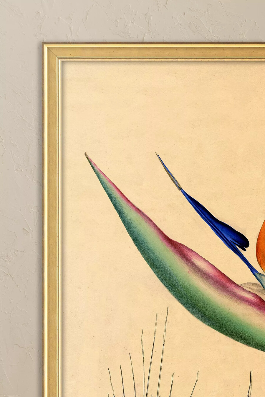 uccello del paradiso di wyatt landesmann - arte murale con cornice